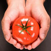 hand_tomato
